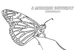A Monarch butterfly – Motyl Monarcha