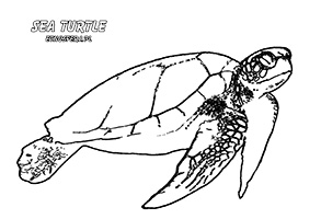Sea turtle – żółw morski