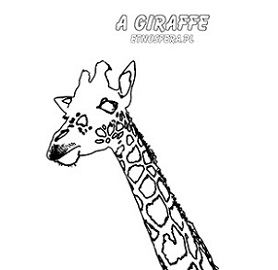 A giraffe – żyrafa
